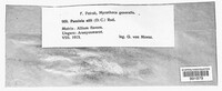Puccinia allii image